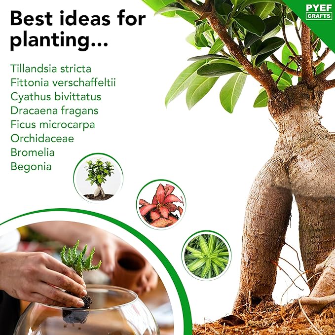 PYEF CRAFTS DIY Terrarium Kit for Plants – Build a Self‑Sustaining Closed Ecosystem – Supplies for Up to 68 oz (1‑2 Liter) Glass Jar – Succulents, Air Plants (Tillandsia), Fern – Jar Not Included