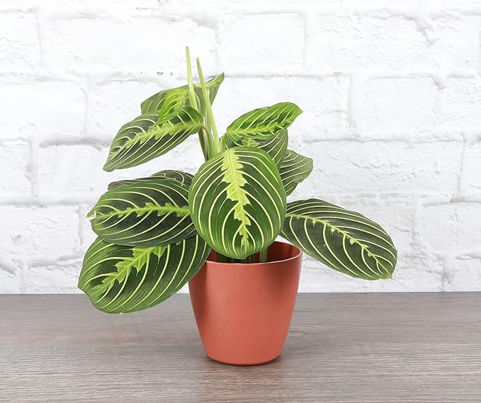 Thorsen's Greenhouse Lemon Lime Prayer Plant, Live Indoor Plant, Pet Friendly, Attractive Houseplant, Lemon Maranta, Natural Air Purifier, Easy to Grow, 4" Diameter Pot (Terra Cotta)