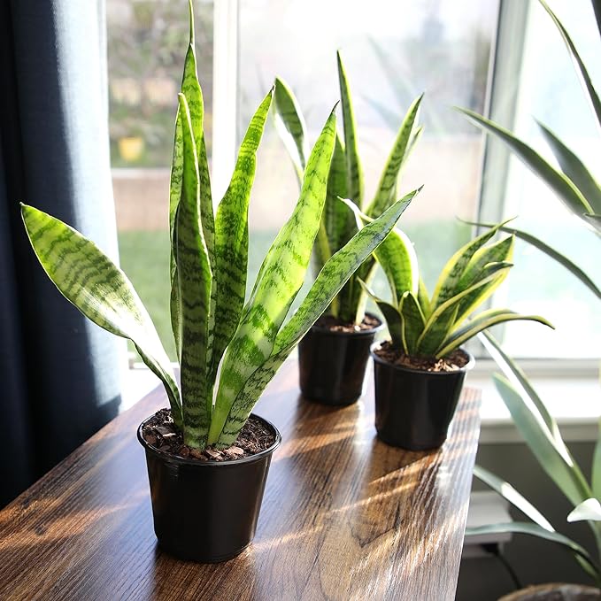 Live Snake Plant, Sansevieria Zeylanica, Indoor House Plant in Pot, Mother in Law Tongue Sansevieria Plant Live, Potted Succulent Plant, Fully Rooted Houseplant in Potting Soil by Plants for Pets