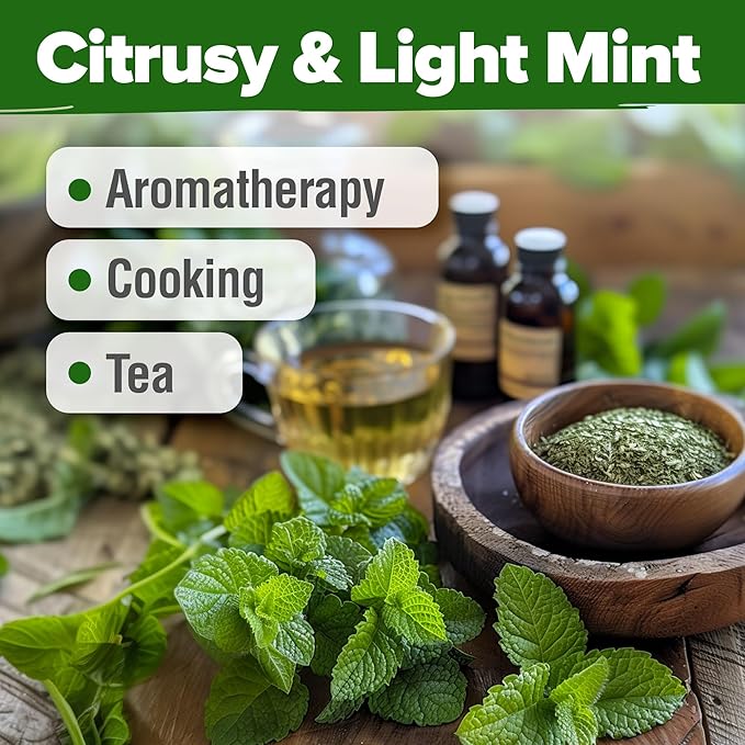 HOME GROWN Lemon Balm Seeds– 806 Non GMO Heirloom Seeds for Planting – Melissa officinalis Herb for Tea, Garden, Indoor or Outdoor Growing–Plant for Pots, Beds & Hydroponics(Melissa officinalis)