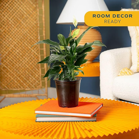 Costa Farms Peace Lily, Live Indoor Plant with Flowers, Air Purifying Houseplant in Nursery Planter Pot, Potting Soil, Thinking of You Gift, Plants Room Decor, 1 Foot Tall