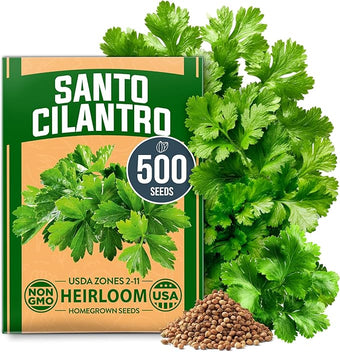 HOME GROWN Non GMO 500+ Cilantro Seeds (Fast Growing) Heirloom Coriander Seeds for Planting Indoors & Outdoors Santo Cilantro Herb for Kitchen Garden, High Germination