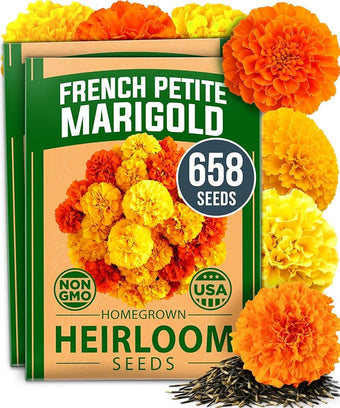 HOME GROWN Petite French Marigold Seeds 658 Flower Seeds for Planting Outdoor Easy to Grow Companion Plant & Quick Blooming Pollinator Heirloom Wildflower Seeds (Tagetes patula)
