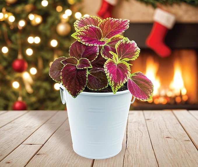 BUZZY Seeds Coleus Indoor Plant Grow Kit, White Metal Garden Pail with Planting Seeds and Growing Medium, Starter Set for Houseplants, Indoor Gardening Gift, Housewarming Present