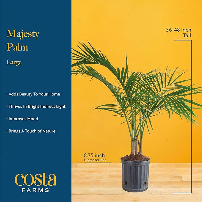 Costa Farms Majesty Palm Live Plant in Decorative Pot, Indoor Houseplant, Perfect for Home, Room, or Office Decor, Great House Warming or Birthday Gift, 3-4 Feet Tall