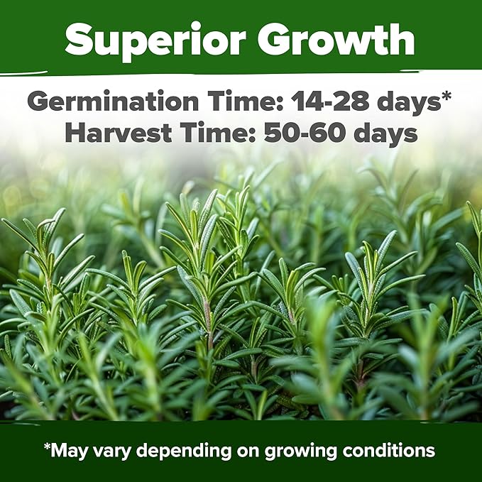 HOME GROWN Non GMO Rosemary Seeds Pack - 150 High Germinating Heirloom Herb Seeds for Planting in Indoor or Outdoor Herb Gardens (Salvia rosmarinus)