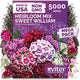 KVITER 5000 Mix Sweet William Seeds for Planting (Dianthus barbatus) – Organic & Heirloom Seed, Clove-Scented Blooms, Drought Tolerant – Perennial Flower Seeds to Plant Outside & Inside
