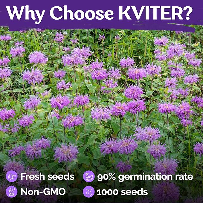 KVITER 1,000 Wild Bergamot Seeds for Planting (Monarda fistulosa) – Bee Balm Native Wildflower, Pollinator Magnet, Organic & Non GMO – Perennial Flower Seeds to Plant Outside in Flower/Herb Garden