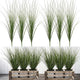 Uqueeten 6PCS Fake Plants Artificial Wheat Grass Greenery Plastic Plants Fake Grass Artificial Plants for Outdoor Decor Artificial Grass Plant with Greenery Stems for Indoor Home Decoration 26.4"