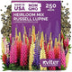 KVITER 250 Mix Russell Lupine Seeds Perennial (Lupinus polyphyllus) - Heirloom & Non GMO Lupine Seed Packets, Pollinator Friendly Wildflowers Mix - Flower Seeds for Planting in Garden, Beds & Meadows