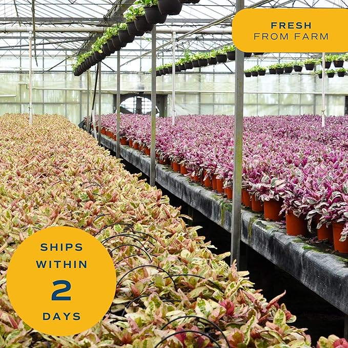 Costa Farms Bromeliad Live Plant in Decorative Pot, Flowering Indoor Houseplant, Perfect for Home, Room, or Office Decor, Great House Warming or Birthday Gift, 16-20 Inches Tall