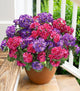 Artificial Geranium Fake Flowers for Outdoors Decoration, 6 Bundles Silk Geraniums Flower UV Resistant Look Real Faux Plants for Front Door Garden Porch Planter Patio Balcony Yard Indoor Home, Mix