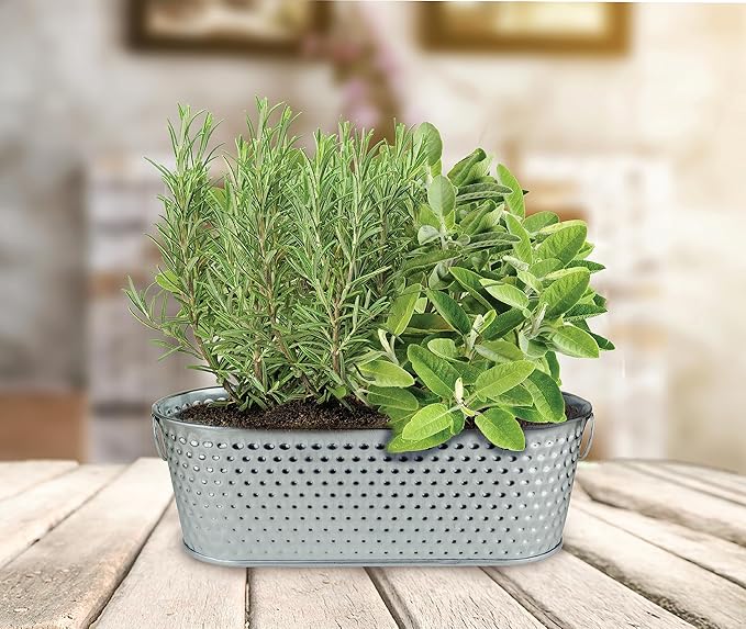 BUZZY Seeds Easy to Grow Rosemary and Sage Windowsill Herb Kit, Decorative Planter Includes Seed Packets and Growing Medium, Indoor Gardening Gift, Seed Starter, Birthday Present Idea