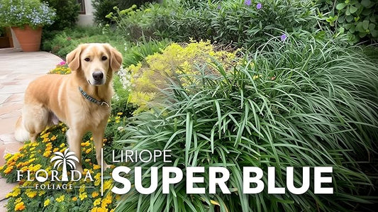 Super Blue Liriope Muscari - 20 Live Plants - Evergreen Ground Cover Grass