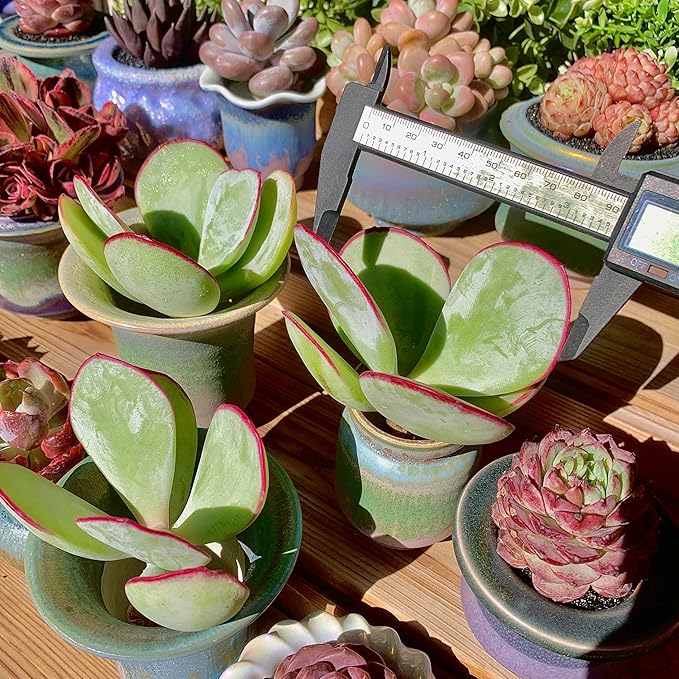 FWPP Live Succulents Plants Echeveria 'White Eyebrow' 3.5 inches,Rare Green Succulents Bare Root Without Pot Soil, Live Plants Indoor Office Decoration Wedding and Gift