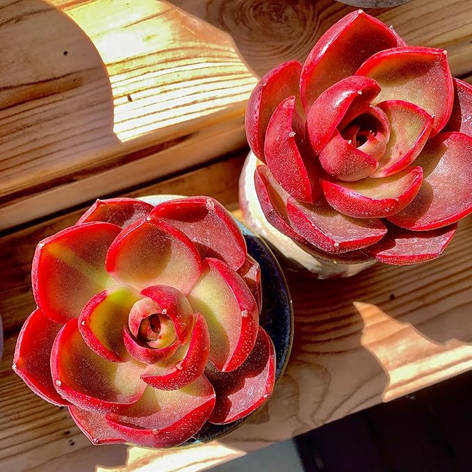 FWPP Live Succulents Plants Echeveria Red Lantern 2.5 inches,Rare red Succulents Bare Root Without Pot Soil, Live Plants Indoor Office Decoration Wedding and Gift
