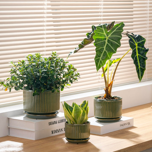 SURE YUESI Ceramic Plant Flower Pots for Indoor Plant, 4.33"+5.5"+6.88", Set of 3, Orchid Pot with Drainage Hole, Saucer and Hole Mesh Pad for Succulents, Herbs and African Violet (Light Green)