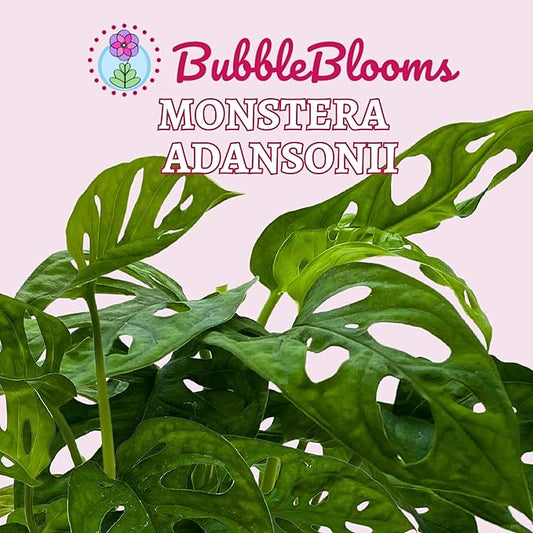 BubbleBlooms Monstera Adansonii Swiss Cheese Plant, Live in a 4 inch Pot by BubbleBlooms