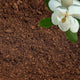 GARDENWISE Peat Moss for Plants – Organic Sphagnum Peat Moss for Orchids, Terrariums, Seed Starting, Reptiles & Potting Soil Mix (1 Quart)