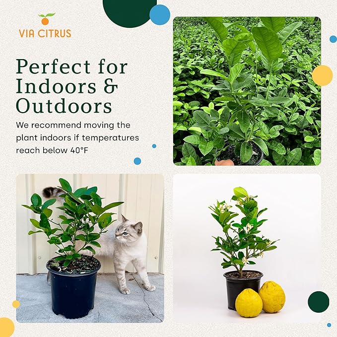 Ponderosa Lemon Patio Fruit Trees Live Plants 13" - 22" Tall Dwarf Fruit Trees Live Plants Outdoor, Small Lemon Tree Cannot Ship: CA,AZ,TX,LA - Real Indoor Tree, Citrus Pot for Planting by Via Citrus