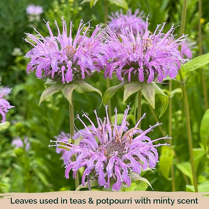 KVITER 1,000 Wild Bergamot Seeds for Planting (Monarda fistulosa) – Bee Balm Native Wildflower, Pollinator Magnet, Organic & Non GMO – Perennial Flower Seeds to Plant Outside in Flower/Herb Garden