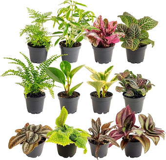 Costa Farms Live Plants (Pack of 12), Easy to Grow Live Indoor Houseplants in 2.5-Inch Plant Pots, Hand-Selected Varieties, Home and Room Decor