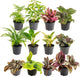 Costa Farms Live Plants (Pack of 12), Easy to Grow Live Indoor Houseplants in 2.5-Inch Plant Pots, Hand-Selected Varieties, Home and Room Decor