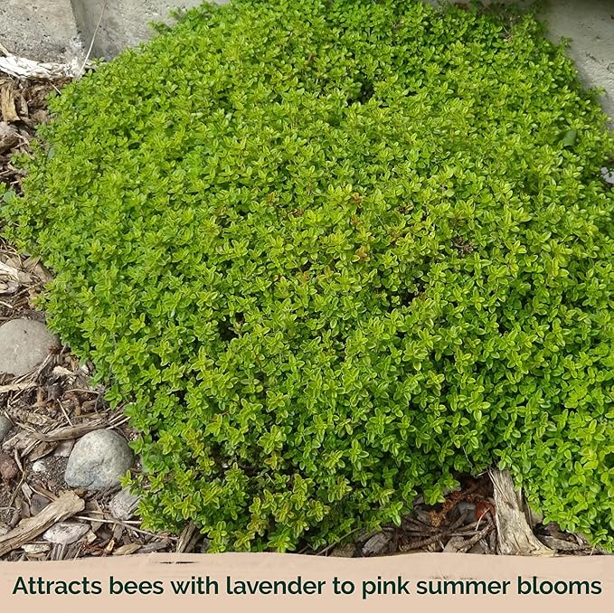 KVITER 500 Lemon Thyme Seeds for Planting (Thymus Pulegioides) – Wild Creeping Thyme Seeds Ground Cover, Aromatic & Drought-Tolerant Herbaceous Flower – Ideal for Walls, Fences & Herb Garden
