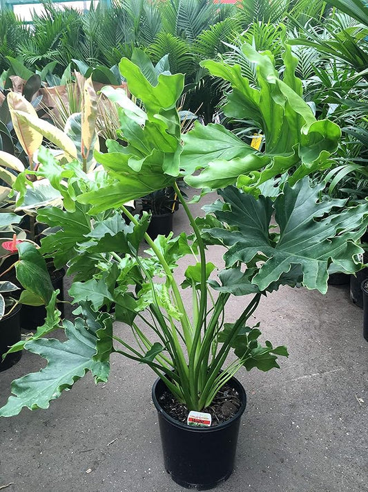 Split-Leaf Philodendron - Live Plant in a 3 Gallon Growers Pot - Philodendron Selloum - Slow Growing Evergreen Indoor or Outdoor Houseplant
