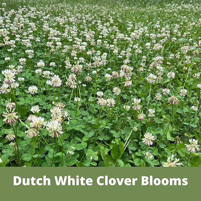 Flawn Seed Kits Dutch White Clover Seeds Organic Coated, 11 Lbs, Natural Lawn, Ground Cover, Hunting Food Plot, Covers up to 40,000 Sqft