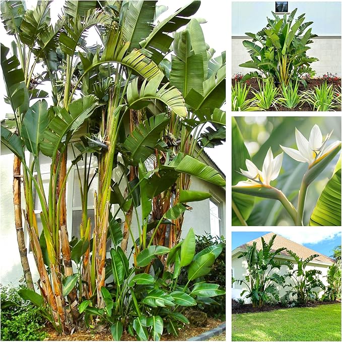 Bird of Paradise - White - Strelitzia Nicholai. (2 White BoP in Cup)