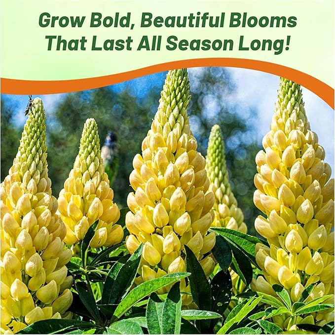 Outsidepride Chandelier Yellow Russells Lupine Seeds - 1000 Pcs Perennial, Self-Sowing, Cold Hardy & Frost Tolerant Wildflower Seeds for Fall Planting, Ideal for Attracting Pollinators & Hummingbirds
