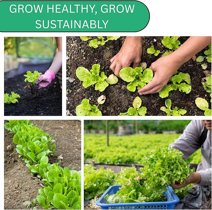 All Year Round Butterhead Lettuce Seeds for Planting - Over 2,700 Heirloom Non-GMO Seed Pack for Indoors & Outdoors - Beginner-Friendly Green Leaf Lettuce Seed | Woods Creek Seeds