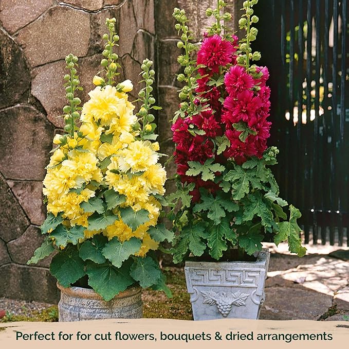 KVITER 150 Chaters Hollyhock Seeds for Planting (Alcea rosea) - Heirloom | Tall Blooms | Pollinator Magnet - Double Hollyhocks Flower Seeds to Plant Outside in Garden, Cottage Borders, Containers