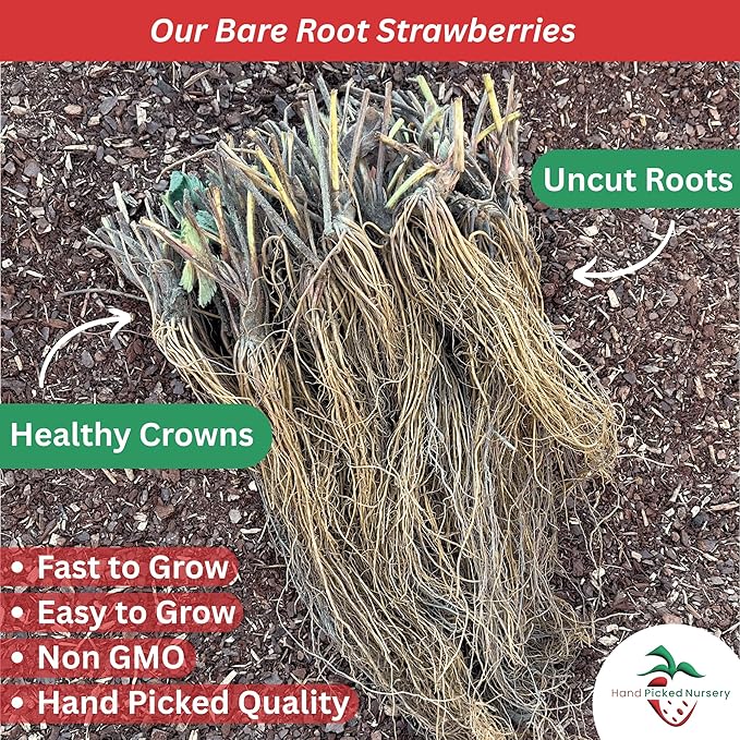 San Andreas Everbearing Bare Root Strawberry Plants - Large Strawberries, Produces Great in Cold and Hot Climates - from Hand Picked Nursery (5)