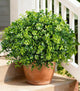 Artificial Faux Outdoor Plants for Spring Summer Decoration, 12 Bundles Fake Plastic Eucalyptus UV Resistant Look Real Fake Plants for Planter Outside Front Door Porch Patio Balcony Garden Indoor Yard