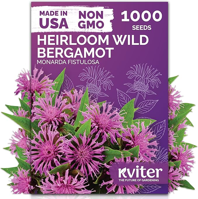KVITER 1,000 Wild Bergamot Seeds for Planting (Monarda fistulosa) – Bee Balm Native Wildflower, Pollinator Magnet, Organic & Non GMO – Perennial Flower Seeds to Plant Outside in Flower/Herb Garden
