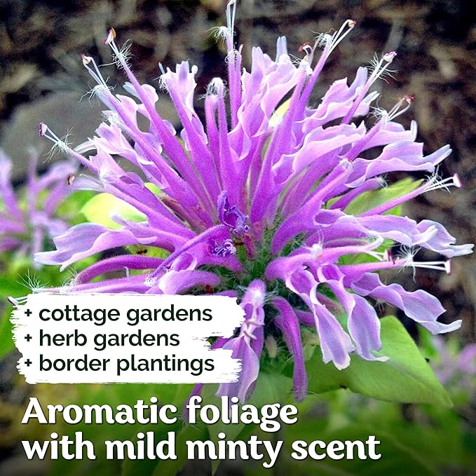 KVITER 1,000 Wild Bergamot Seeds for Planting (Monarda fistulosa) – Bee Balm Native Wildflower, Pollinator Magnet, Organic & Non GMO – Perennial Flower Seeds to Plant Outside in Flower/Herb Garden