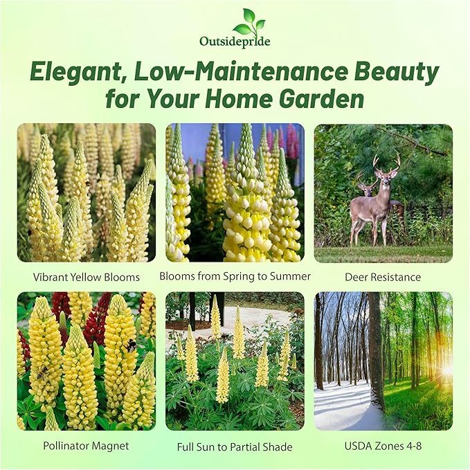 Outsidepride Chandelier Yellow Russells Lupine Seeds - 500 Pcs Perennial, Self-Sowing, Cold Hardy & Frost Tolerant Wildflower Seeds for Fall Planting, Ideal for Attracting Pollinators & Hummingbirds