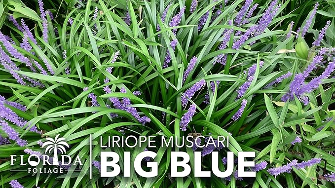 Liriope Big Blue | 3 Live Plants | Liriope muscari | Lavender Blue Flowers | Evergreen Ground Cover for Shade | Landscape Borders for Walkways and Beds