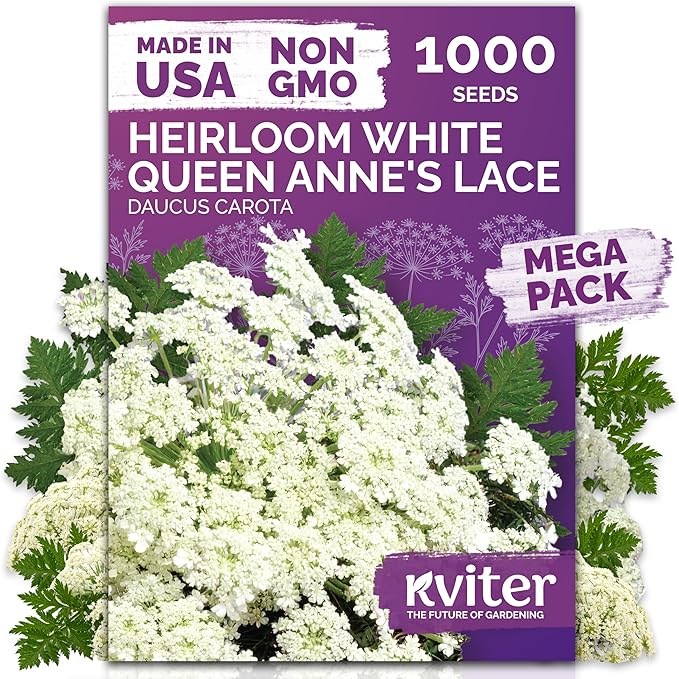 KVITER 1000 White Queen Anne's Lace Seeds (Ammi Majus) – Bishop Flower, Heirloom, Non GMO & Organic Wildflower, False Queen Annes Lace – Pollinator-Friendly Flower Seeds to Plant Outside in any Garden