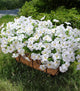 Artificial Flowers for Outdoors Fake Plants Outside Decoration, 20 Bundles White Silk Petunia with Eucalyptus UV Resistant Realistic Faux Flowers for Outdoor Planters Garden Balcony Yard Porch Patio