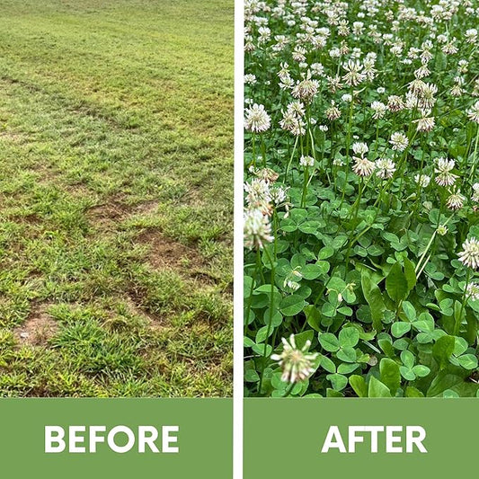 Flawn Seed White Dutch Clover Seeds, 2 Lbs, Organic Coated, Natural Lawn, Ground Cover, Food Plot, Zones 3-9, Covers up to 7,200 Sqft