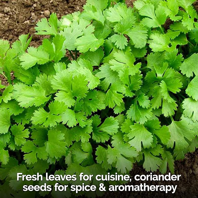 KVITER 1000 Slow Bolt Cilantro Seeds (Coriandrum sativum) - Cilantro Organic Seed, Slow to Bolt Coriander Seed, Aromatic Leaves - Herb Seeds for Planting in Outdoor & Indoor Garden