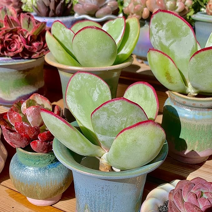 FWPP Live Succulents Plants Echeveria 'White Eyebrow' 3.5 inches,Rare Green Succulents Bare Root Without Pot Soil, Live Plants Indoor Office Decoration Wedding and Gift