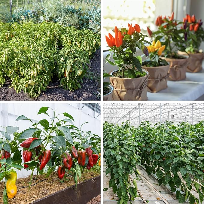 600+ Pepper Seeds, Heirloom Vegetable Seed for Planting Indoor Outdoor, 10 Varieties Hot and Bell Pepper (Capsicum Annuum) Seeds Garden Kit, Non-GMO Home Fresh Food Hydroponic Veggie Supply