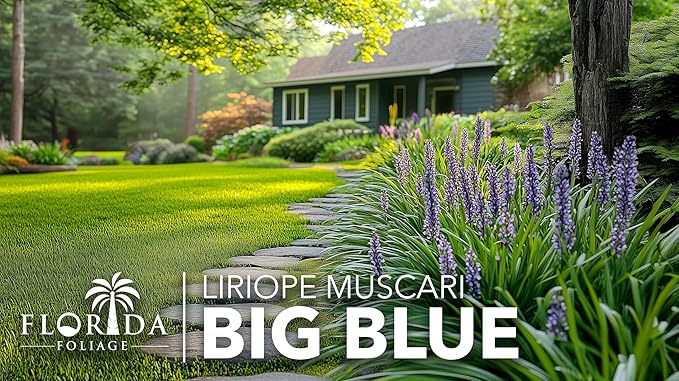 Liriope Big Blue | 15 Live 4 Inch Plants | Liriope muscari | Lavender Blue Flowers | Evergreen Ground Cover for Shade | Landscape Borders for Walkways and Beds