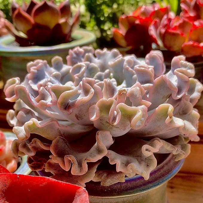 FWPP Echeveria 'Crispate Beauty' Live Succulent 3.5 Inch Potted Plant, Easy Care Indoor Houseplant, Real Succulent Gift for Home or Office Decor