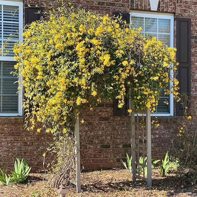 Carolina Jasmine Plant, Live Evergreen Vine, Fragrant Yellow Blooms, Fast Growing Climber for Trellis, Fences, or Arbors - Gelsemium sempervirens - 2 Cups