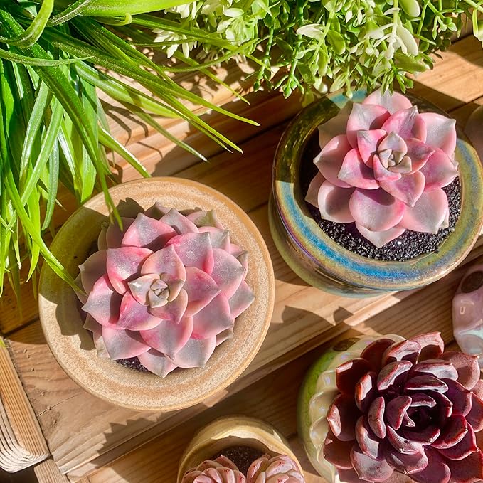 FWPP Live Succulents Plants Graptopetalum Purple Delight 2.5 inches,Rare Purple Succulents Bare Root Without Pot Soil, Live Plants Indoor Office Decoration Wedding and Gift